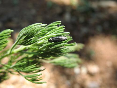 Réf. 233 644 : Agrilus lacus